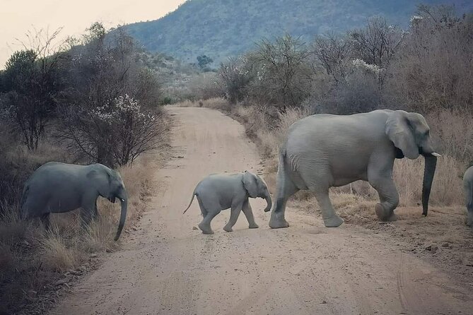 Pilanesberg National Park Safari, BIG 5 Full Day - Exploring Pilanesberg National Park