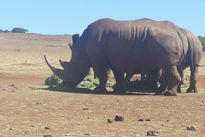 Pilanesberg Safari Fullday - Customer Testimonials