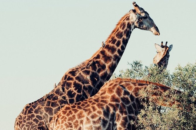 Pilanesberg Wildlife Safari - Customer Feedback and Recommendations