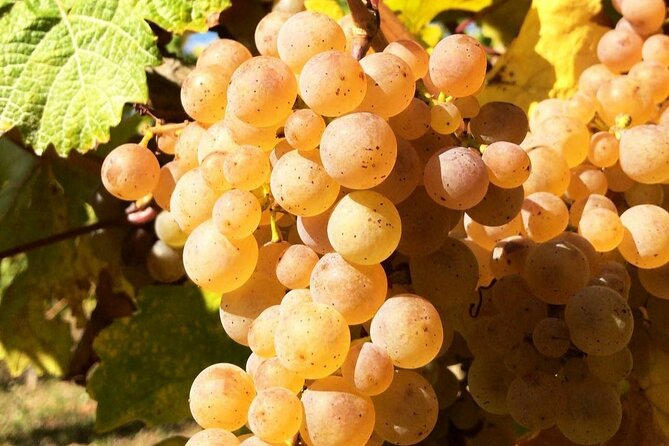 Pinot Noir & Pinot Wine Tour to Baden-Württemberg - Experience the Baden-Württemberg Terroir