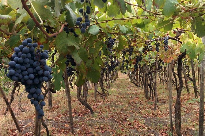 Pompeii & Vesuvius With Wine Tasting From the Coast - Since You Asked