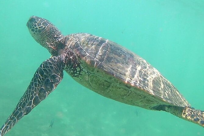 Princeville - Snorkeling Shore Excursion - Traveler Experiences and Reviews