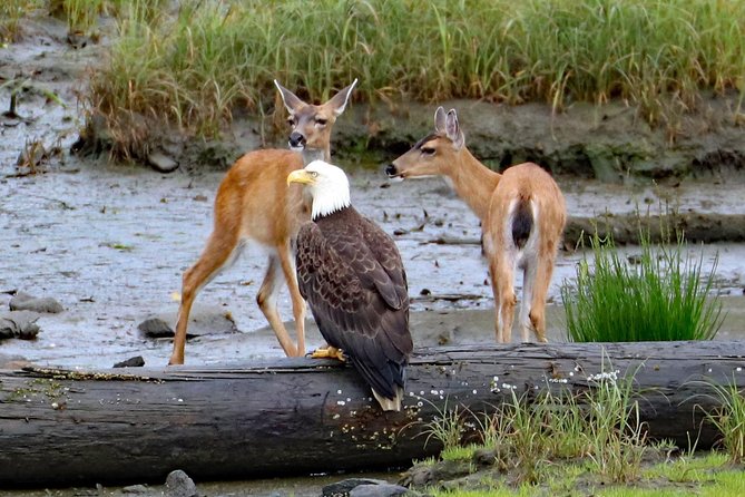 Private 2.5 Hour Potlatch Park, City & Wildlife Tour - Sights of Ketchikan City