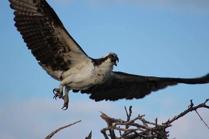 Private 2 Hour Mangrove Ecotour - Sustainable Tourism Practices