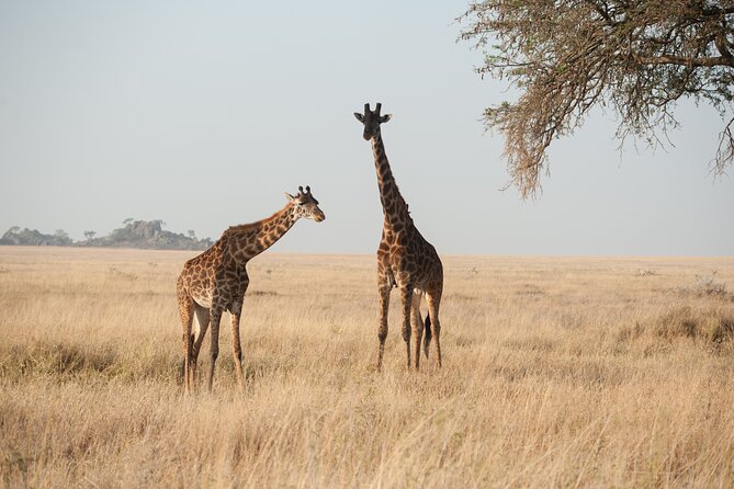 Private 7-Day Tanzania Camping Safari - Safety Precautions