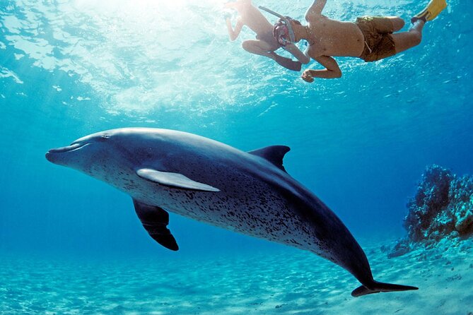 Private Boat to Dolphin House Full Day Snorkeling Sea Trip Max 10 Pax - Hurghada - Important Details