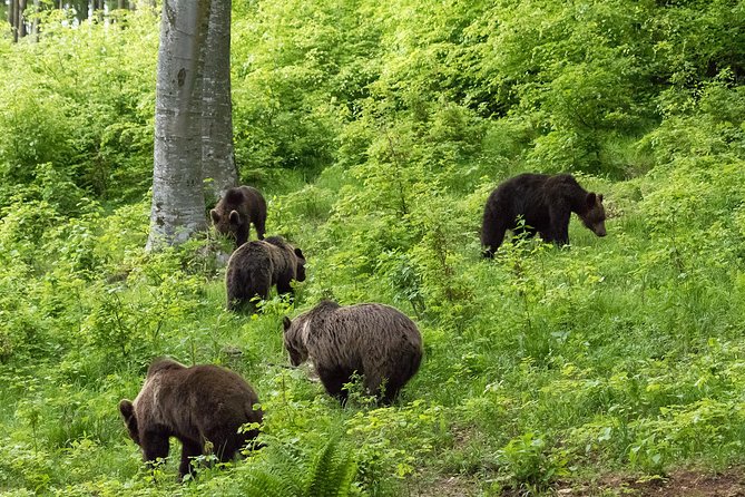 Private Brown Bear Watching Experience Near Odorheiu Secuiesc - Intimate Bear Watching Opportunities