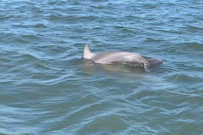 Private Charleston Dolphin and Eco Boat Tour - What to Expect on the Tour