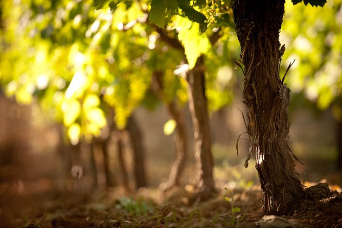 Private Cretan Gastronomic Experience Winery Visit With Tastings & Cooking Class - About the Provider