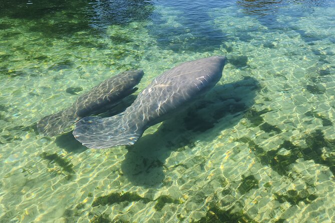 Private Crystal River Wildlife Boat Tour - Tour Highlights