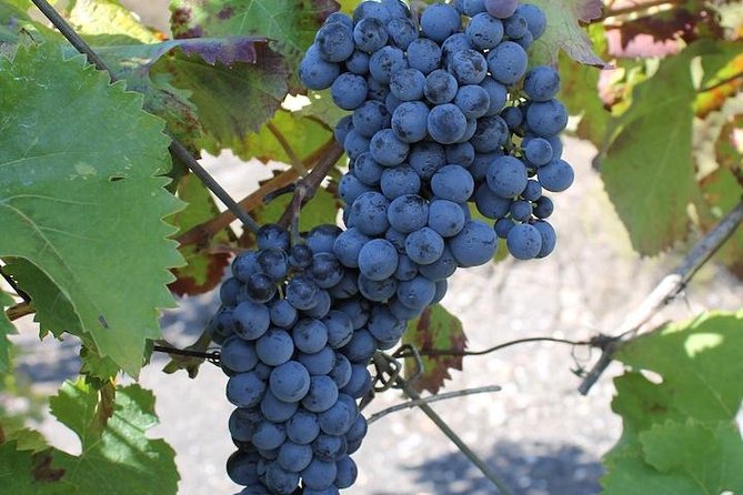 Private Day Tour to Pompei ,Winery, Sorrento From Napoli/Salerno/Amalfi/Positano - Pickup Locations and Details
