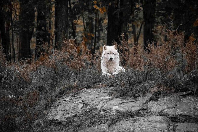 Private Day Tour to Wildlife Parc Omega and Montebello Lodge From Montreal - Booking and Cancellation Policy