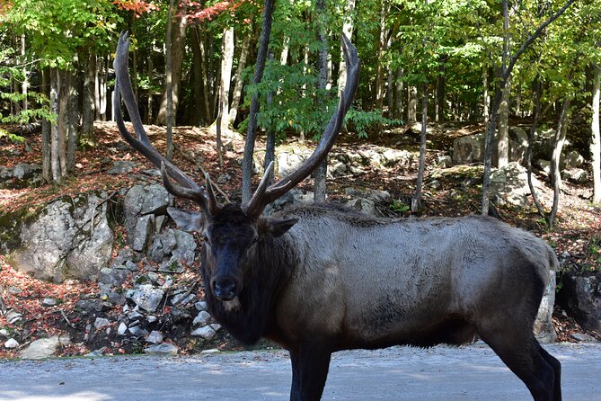 Private Day Trip to Parc Omega and Chateau Montebello From Montreal - Château Montebello Attractions