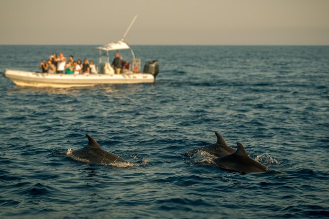 Private Family Dolphin Tour in Poreč - Interaction Details