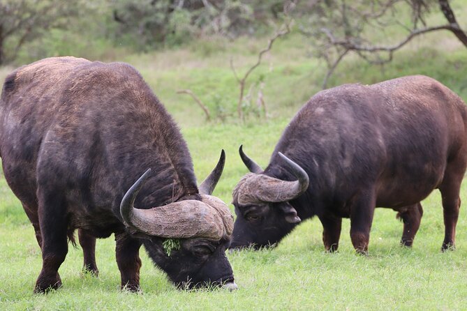 Private Full-Day Addo Elephant Park & Giraffe Walk Safari - Booking and Payment Options