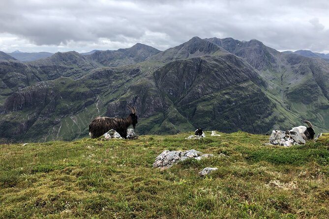 Private Guided Mountain Walking Experience in the Cairngorms - Positive Traveler Experiences