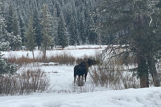Private Jeep Tour of Yellowstone's Winter Wonderland - Customer Experiences