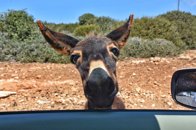 PRIVATE KARPAZ TOUR From Nicosia - Traveler Reviews