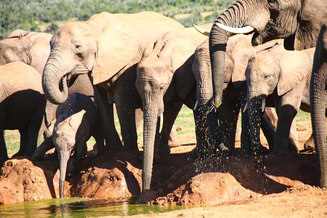 Private Kruger Park Safari and Panorama Route - Reviews and Ratings