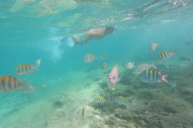 Private MUSA Snorkeling Experience at Isla Mujeres and Cancun - Private Group Tour