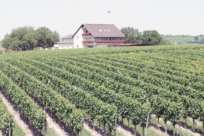 Private: Outdoor Escape Game Tuniberg: Eduardo & the Wine Secret - Meeting and Pickup Details