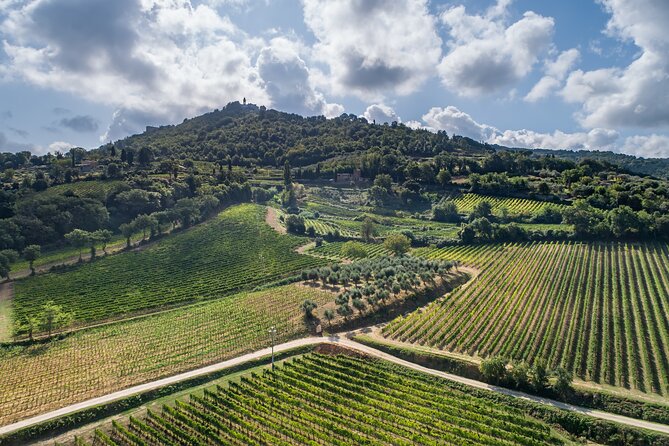 Private Premium Brunello Wine Tasting Tour & Food Pairing - Vineyard and Winery Highlights