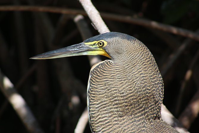 Private Rio Lagartos Flamingo and Pink Lakes - Conservation Efforts