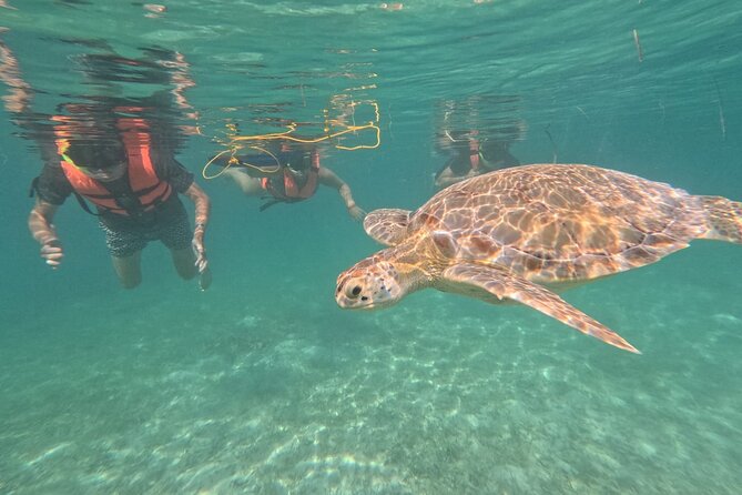Private Snorkeling With Sea Turtles in Akumal Beach - Customer Feedback and Ratings
