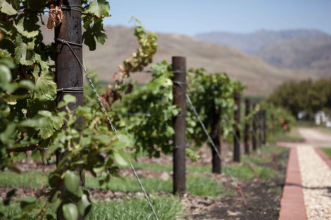 Private Stellenbosch, Franschhoek and Paarl Wine Tour - Explore South African Wine