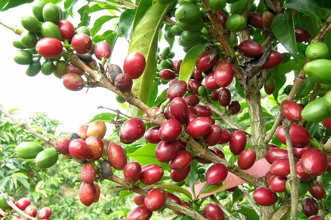 Private Tour Coffee Plantation Coloma Transportation + Lunch - Planning Your Visit