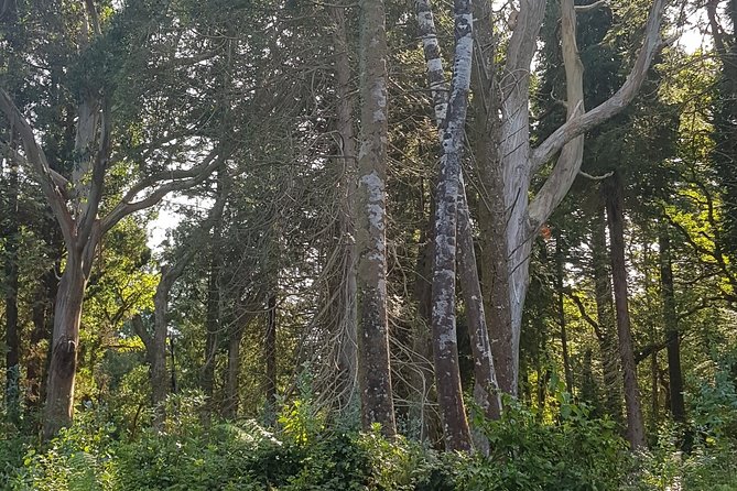 Private Tour: Ring of Beara From Kenmare. - Positive Guest Reviews