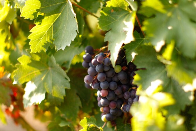 Private Tour to Khor Virap, Areni Cave or Winery, Noravank, Jermuk, Waterfall - Pricing and Reviews