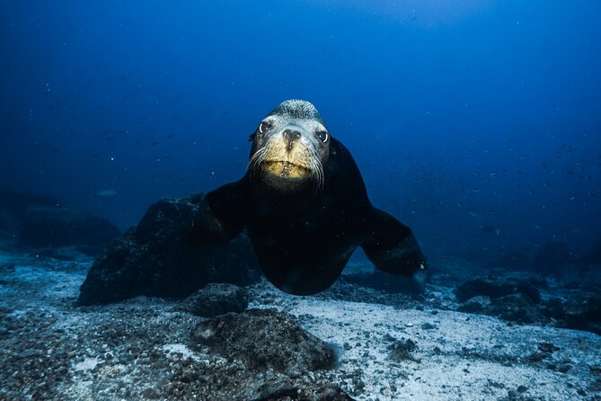 Private Trip Espiritu Santo Island - Snorkeling With Sea Lions