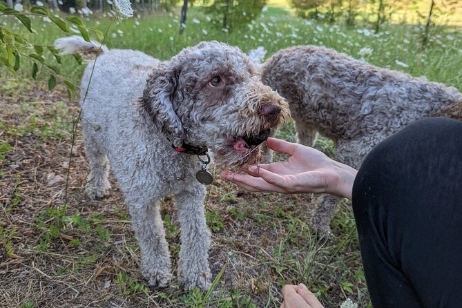 Private Truffle Hunting With Tasting : Become a Truffle Hunter Foa a Day! - Frequently Asked Questions
