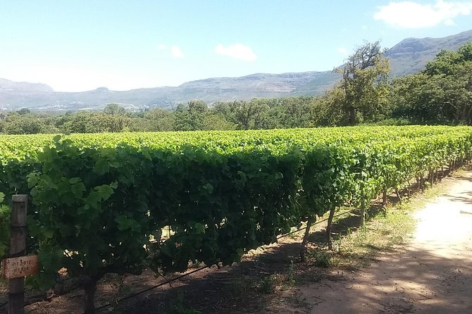 Private Visit to the Wineries Stellenbosch Franschoek From Cape Town Full Day - Lunch and Dining Options