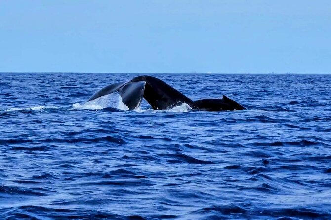 Private Whale Watching Adventure - Customer Feedback Highlights