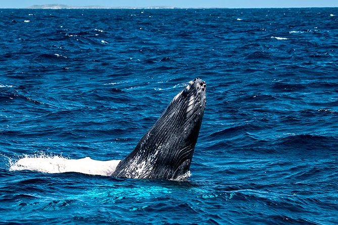 Private Whale Watching Charter (Grand Turk) - What to Expect
