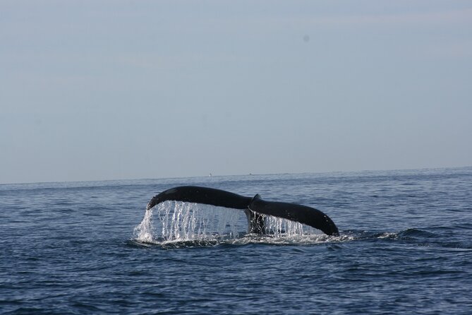 Private Whale Watching in San José Del Cabo - Highlights of the Tour
