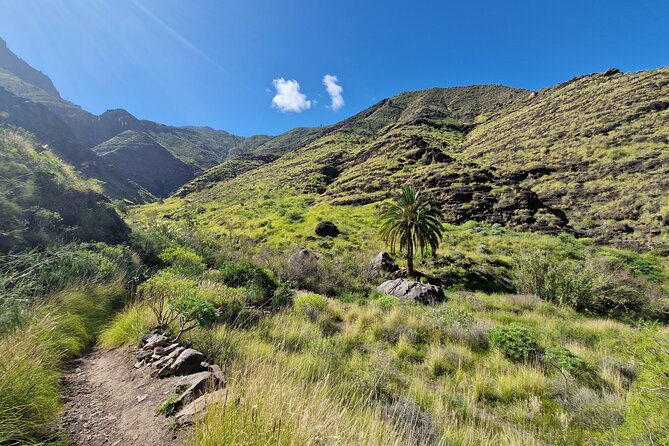 Private Wild Picnic in the North West of Gran Canaria - Traveler Reviews