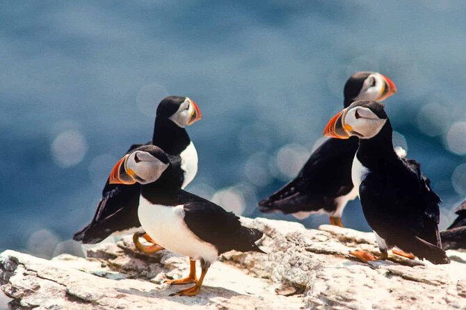 Puffin & Whale Boat Tour - Highlights of the Tour