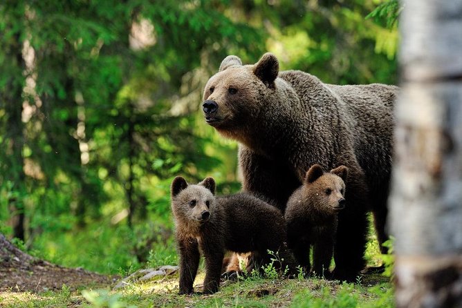Ranua Zoo and BBQ - Tour Pricing and Policies