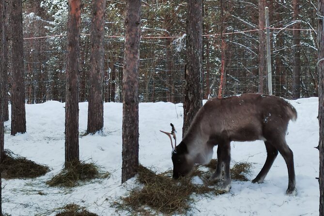 REINDEER FEEDING - Join Us for a Unique Moment With Our REINDEER - Frequently Asked Questions