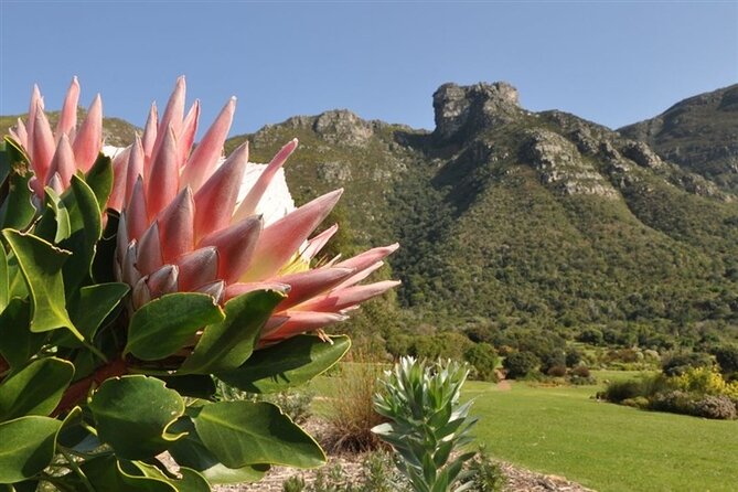 Robben Island ,Kirstenbosch Gardens and Groot Constantia. - Insider Guides Perspectives