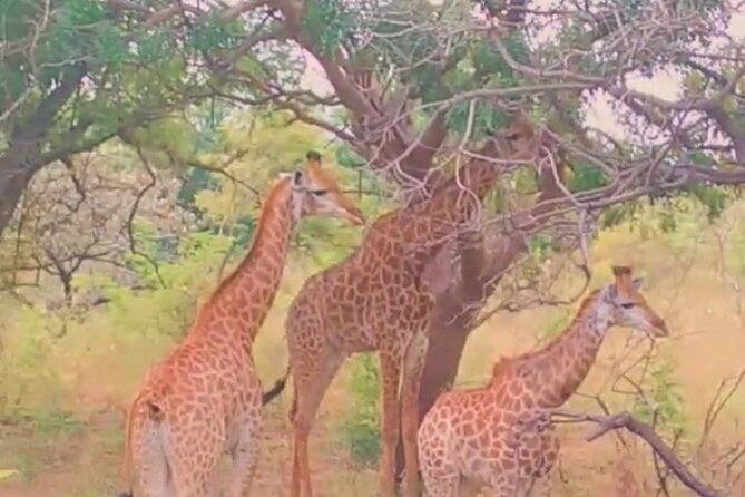 Safari Game Park - Visitor Reviews and Feedback