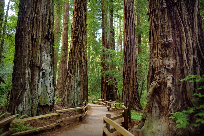San Francisco: Full Day Coastal Redwoods & Wine Country Tour - Exploring Armstrong Woods