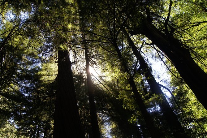 San Francisco: Guided Muir Woods Tour & Hop-on Hop-off Bus Tour - Traveler Feedback and Recommendations