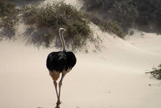 Sandwhich Harbour Dune 4x4 Full Day - Tips for a Great Adventure