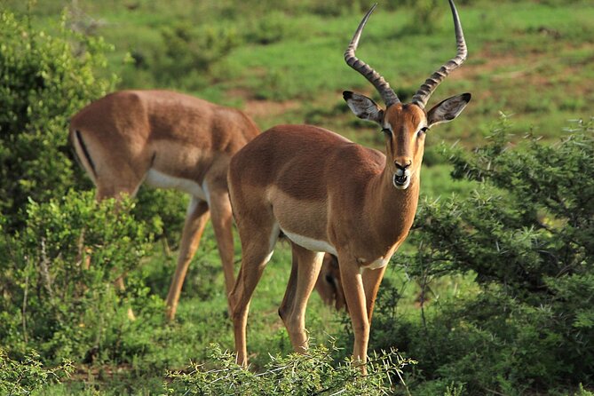 Schotia Big 5 Safari Port Elizabeth (Optional Accommodation) - Exploring the Schotia Game Reserve