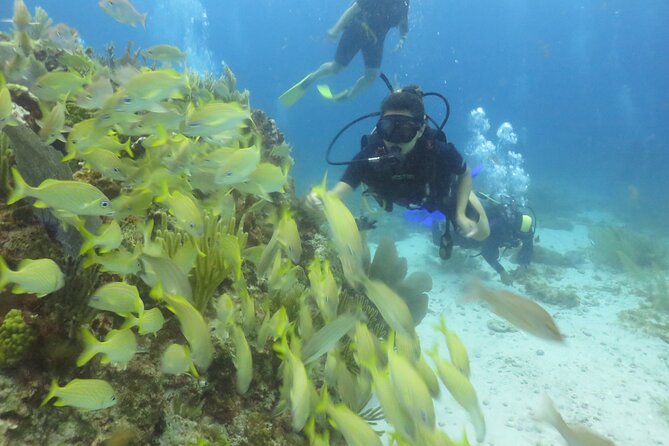 Scuba Diving in Cancun FREE Photos/Videos Beginners Welcomed! - Discover the Natural Reef