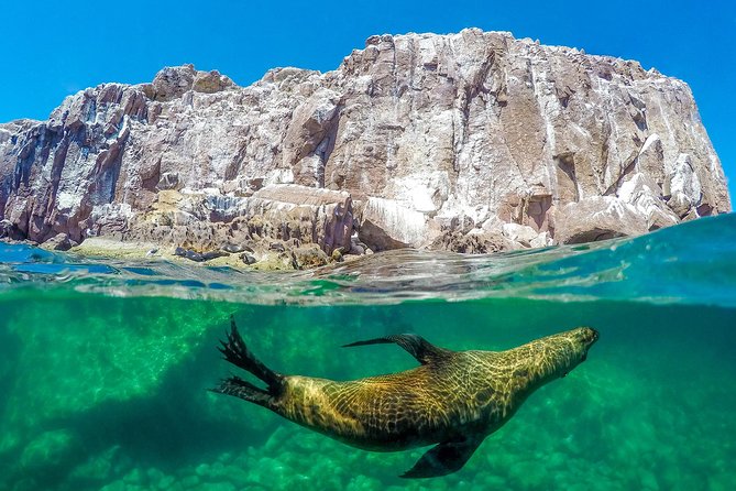 Sea of Cortez Snorkeling & Sea Lion Catamaran Adventure in La Paz - Catamaran Cruise Experience
